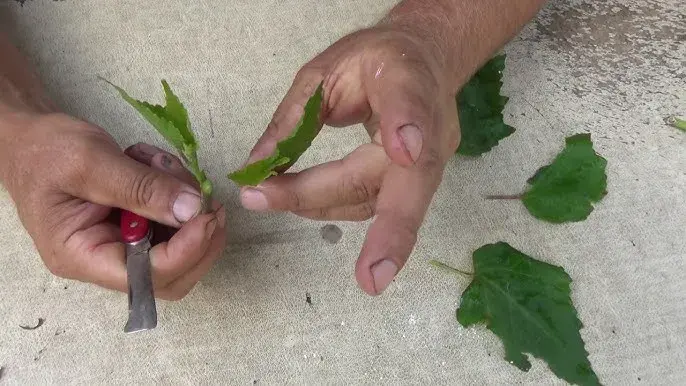 Jak rozmnożyć hibiskus ogrodowy? Sadzonki i nasiona krok po kroku