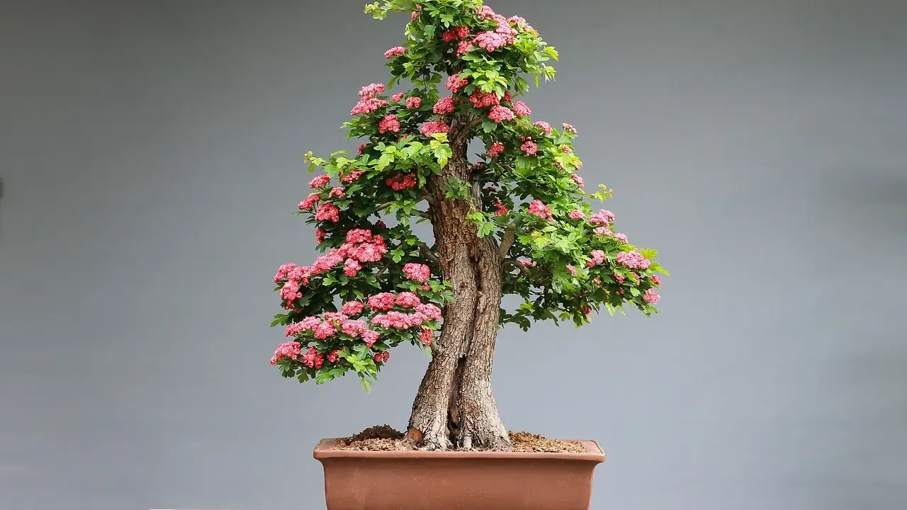 Jak przycinać bonsai? Praktyczny przewodnik krok po kroku