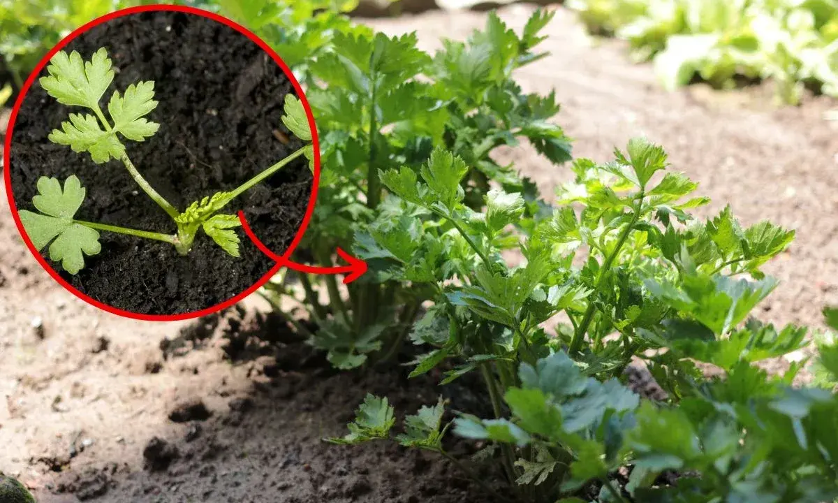 Młode rośliny pietruszki w zbliżeniu, z zaznaczonym na czerwono fragmentem.