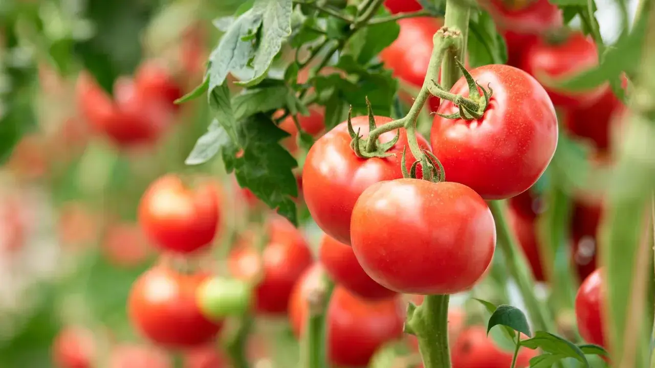 Jak przycinać pomidory? Sekret obfitych plonów i zdrowych krzaków