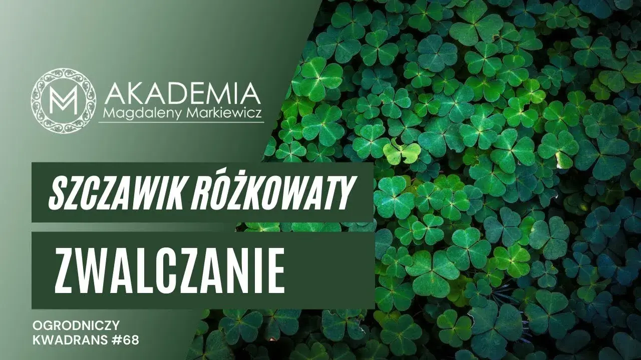 Koniczyna czy chwast? Rozpoznaj szczawik i pozbądź się go z trawnika