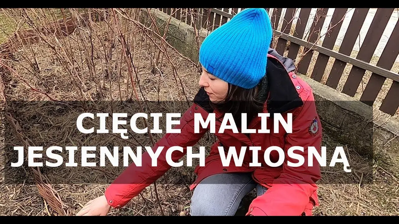 Jak przycinać maliny jesienne? Prosty przewodnik po obfitych plonach