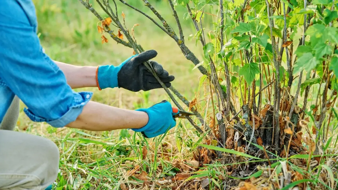 Jak przycinać czarną porzeczkę? Poradnik krok po kroku dla obfitych plonów