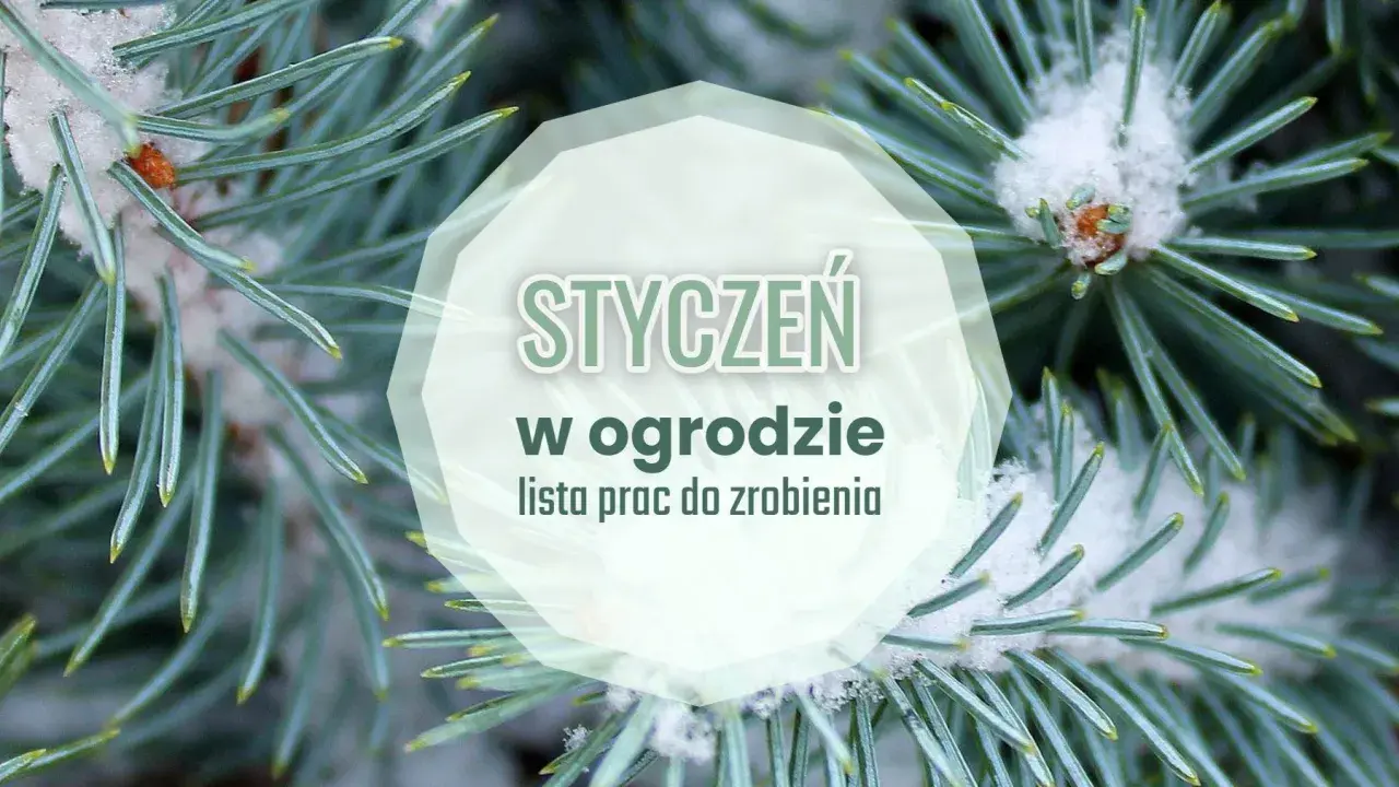 Gałązki świerku pokryte śniegiem z napisem "Styczeń w ogrodzie".