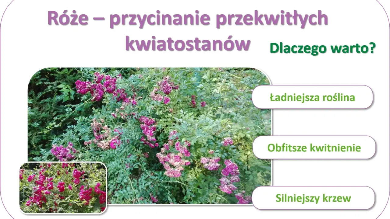 Krzew róży pnącej z fioletowymi kwiatami i zielonymi liśćmi, obok mniejszy obrazek tej samej róży.