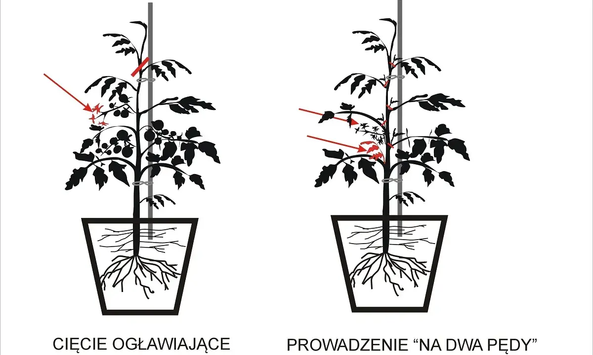 Przycinanie pomidorów koktajlowych: jak, kiedy i dlaczego? Poradnik