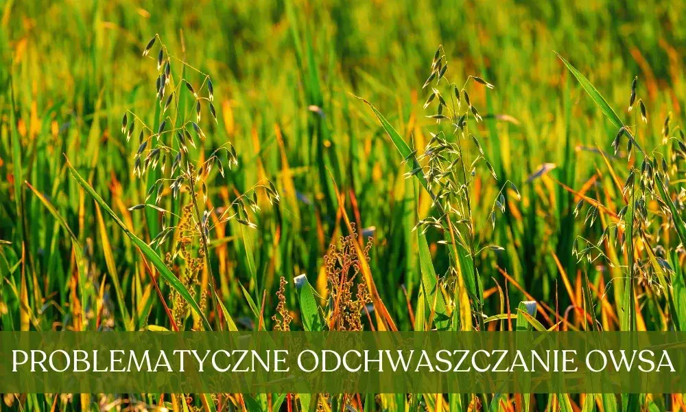 Oprysk na chwasty w owsie: Klucz do plonu? Sprawdź terminy i środki!