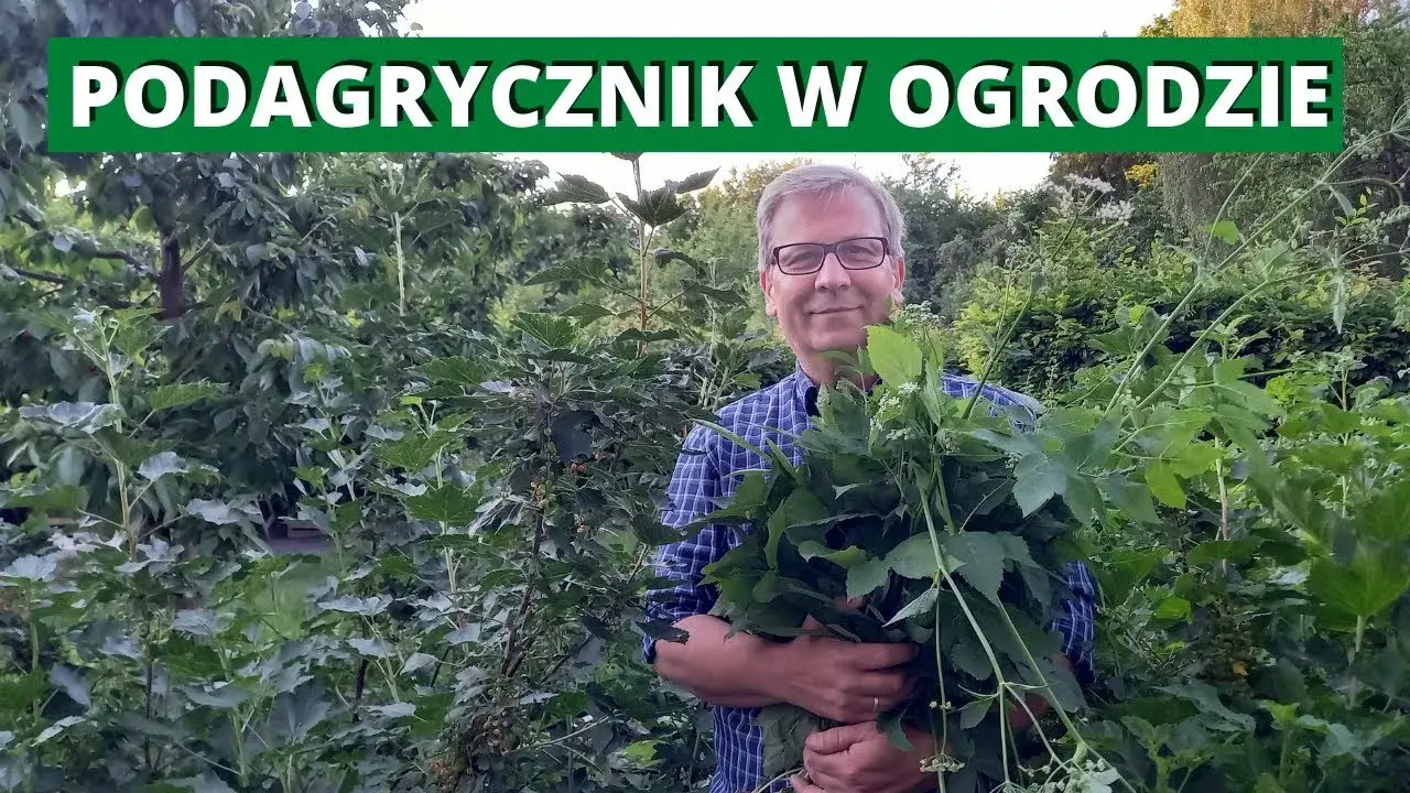 Perz i podagrycznik: Jak skutecznie pokonać chwasty rozłogowe?