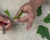 Jak rozmnożyć hibiskus ogrodowy? Sadzonki i nasiona krok po kroku