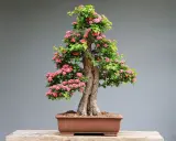 Jak przycinać bonsai? Praktyczny przewodnik krok po kroku