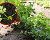 Młode rośliny pietruszki w zbliżeniu, z zaznaczonym na czerwono fragmentem.