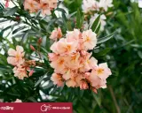 Jak przycinać oleander? Sekret bujnego kwitnienia i zdrowej rośliny