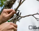 Jak przycinać grusze? Poradnik krok po kroku dla obfitych plonów