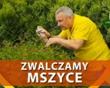 Jak skutecznie zwalczyć mokrzycę w ogrodzie? Poradnik