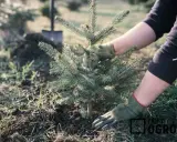 Prawidłowe przycinanie jodły kaukaskiej: Poradnik krok po kroku