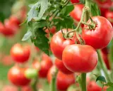Jak przycinać pomidory? Sekret obfitych plonów i zdrowych krzaków