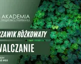 Koniczyna czy chwast? Rozpoznaj szczawik i pozbądź się go z trawnika
