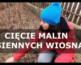 Jak przycinać maliny jesienne? Prosty przewodnik po obfitych plonach