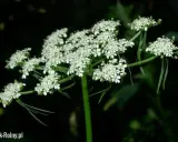Barszcz, Szalej, Blekot: Jak rozpoznać trujące chwasty w ogrodzie?