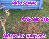 Jak przycinać wierzbę Hakuro Nishiki? Poradnik krok po kroku