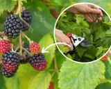 Jak przycinać jeżyny? Sekret obfitych plonów i zdrowych krzewów