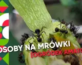 Skuteczne sposoby na mrówki w ogrodzie: domowe i chemiczne