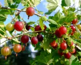 Jak przycinać agrest? Poradnik krok po kroku dla obfitych plonów
