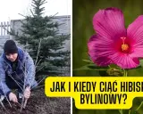 Kiedy przycinać hibiskusa? Wiosna to klucz do obfitego kwitnienia