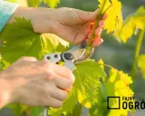 Jak przycinać winogrona? Kompleksowy poradnik krok po kroku