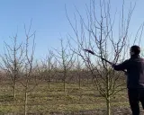 Jak przycinać śliwę węgierkę? Sekret obfitych plonów i zdrowego drzewa