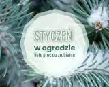 Gałązki świerku pokryte śniegiem z napisem "Styczeń w ogrodzie".