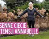 Jak przycinać hortensję Annabelle? Sekrety obfitego kwitnienia