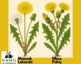 Mniszek lekarski czy mlecz polny? Rozpoznaj chwasty w ogrodzie