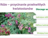 Krzew róży pnącej z fioletowymi kwiatami i zielonymi liśćmi, obok mniejszy obrazek tej samej róży.