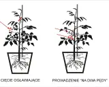 Przycinanie pomidorów koktajlowych: jak, kiedy i dlaczego? Poradnik