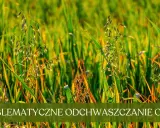 Oprysk na chwasty w owsie: Klucz do plonu? Sprawdź terminy i środki!