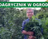 Perz i podagrycznik: Jak skutecznie pokonać chwasty rozłogowe?