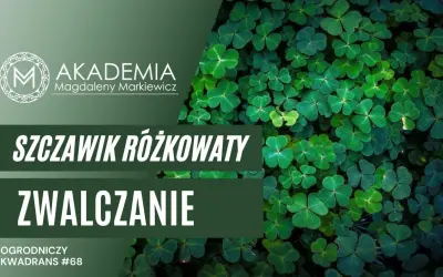 Koniczyna czy chwast? Rozpoznaj szczawik i pozbądź się go z trawnika