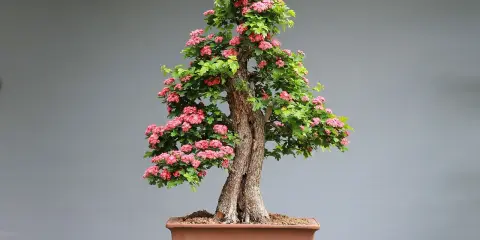 Jak przycinać bonsai? Praktyczny przewodnik krok po kroku