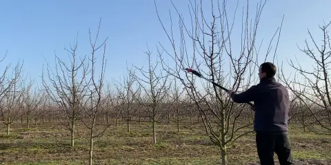 Jak przycinać śliwę węgierkę? Sekret obfitych plonów i zdrowego drzewa