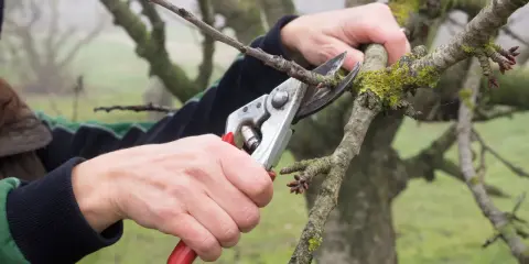 Jak przycinać drzewa? Poradnik krok po kroku dla ogrodu