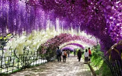 Wisteria: Jaką pergolę wybrać, by nie runęła? Poradnik