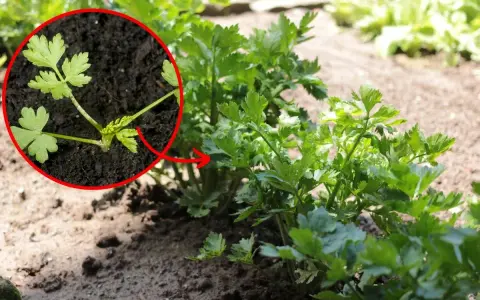 Młode rośliny pietruszki w zbliżeniu, z zaznaczonym na czerwono fragmentem.