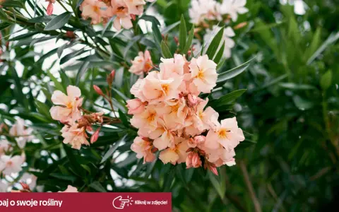 Jak przycinać oleander? Sekret bujnego kwitnienia i zdrowej rośliny
