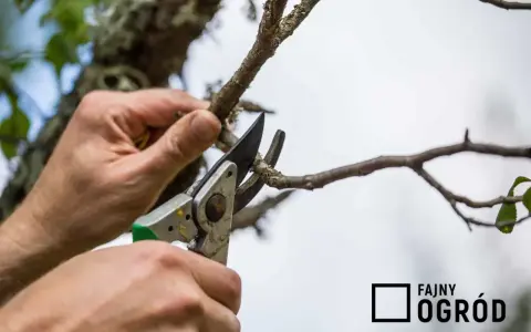 Jak przycinać grusze? Poradnik krok po kroku dla obfitych plonów