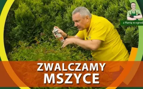 Jak skutecznie zwalczyć mokrzycę w ogrodzie? Poradnik