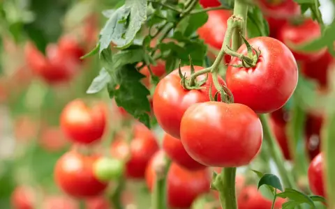 Jak przycinać pomidory? Sekret obfitych plonów i zdrowych krzaków