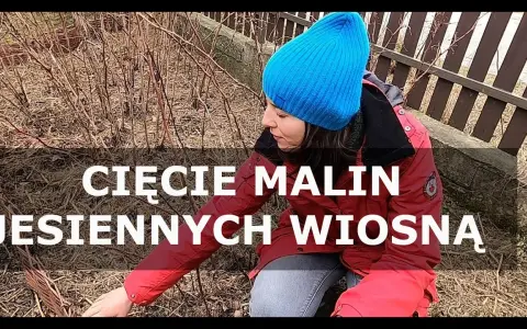 Jak przycinać maliny jesienne? Prosty przewodnik po obfitych plonach