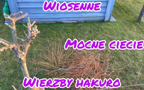 Jak przycinać wierzbę Hakuro Nishiki? Poradnik krok po kroku