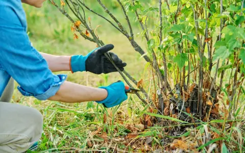 Jak przycinać czarną porzeczkę? Poradnik krok po kroku dla obfitych plonów